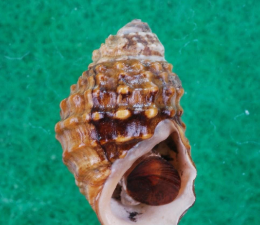 4월 멸종위기 야생생물로 염주알다슬기 선정