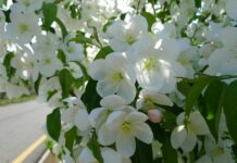 사과 품종별 꽃 피는 시기, 특성 확인하세요