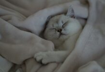 숙면이 가져오는 건강 혁명…현대인에게 꼭 필요한 수면의 비밀 a white cat is sleeping on a blanket