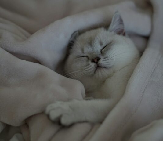 숙면이 가져오는 건강 혁명…현대인에게 꼭 필요한 수면의 비밀 a white cat is sleeping on a blanket