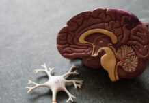 뇌건강 지키는 생활 습관, 작은 변화가 큰 차이 만든다 human brain toy