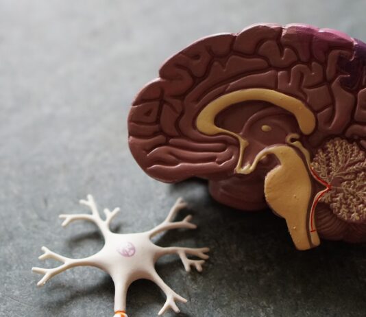 뇌건강 지키는 생활 습관, 작은 변화가 큰 차이 만든다 human brain toy