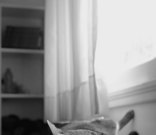 “운동은 쉬는 것까지가 운동이다”… 피로를 지우는 ‘액티브 리커버리’ cat lying on pet bed