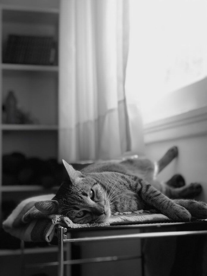 cat lying on pet bed